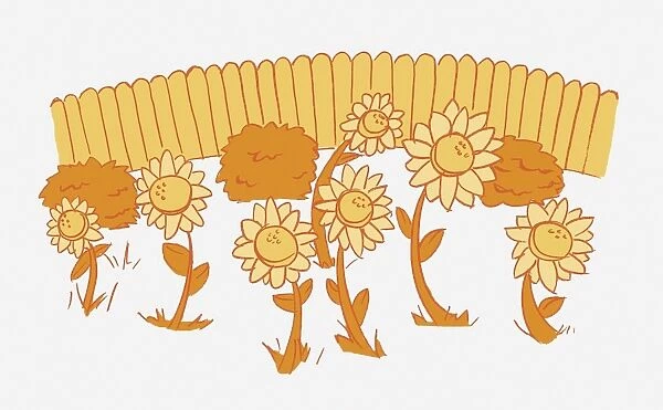Illustration in shades of orange, Helianthus sp. seven sunflowers and three bushes, fence in background