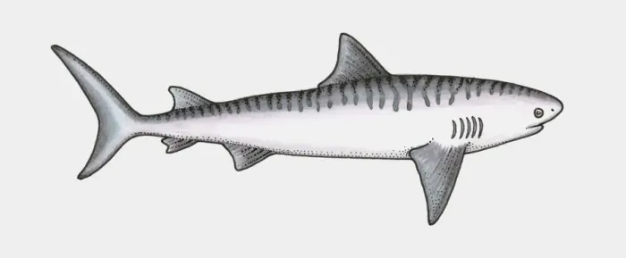 Framed Print : Illustration of shark, a cartilaginous fish (Chondrichthyes) Framed Print : Illustration of shark, a cartilaginous fish (Chondrichthyes)