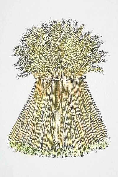 Illustration, sheaf of wheat standing upright