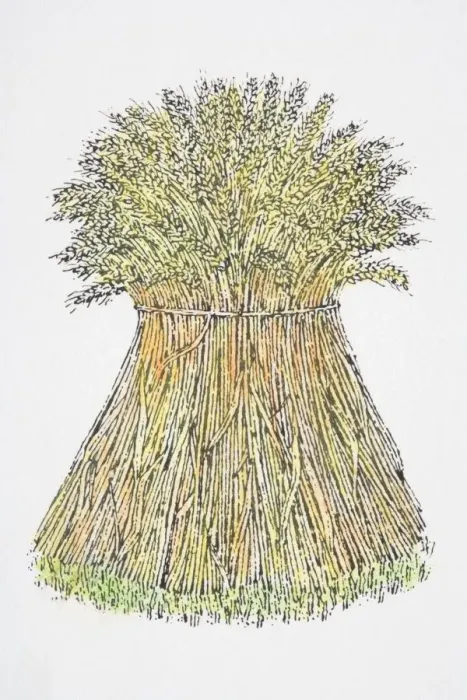 Framed Print : Illustration, sheaf of wheat standing upright