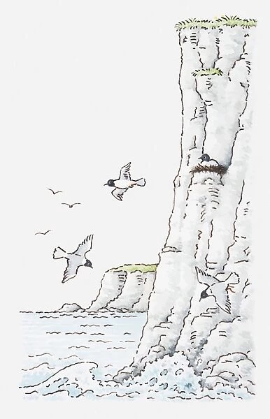 Illustration of shoreline of cliffs with birds nesting and flying overhead