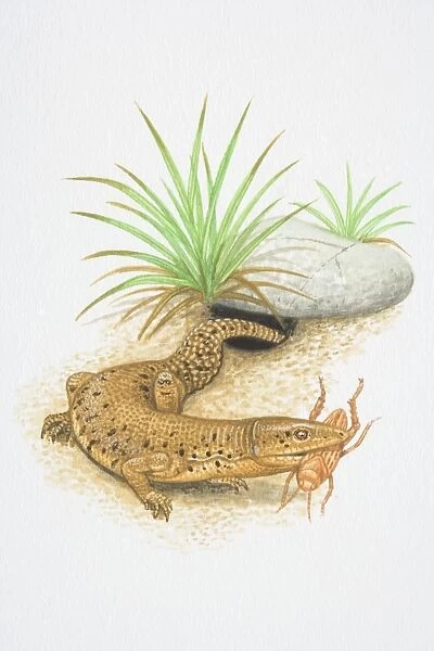 Illustration, Short-tailed Monitor (Varanus brevicauda), emerging from undergound-dwelling hole with insect in its jaws, side view