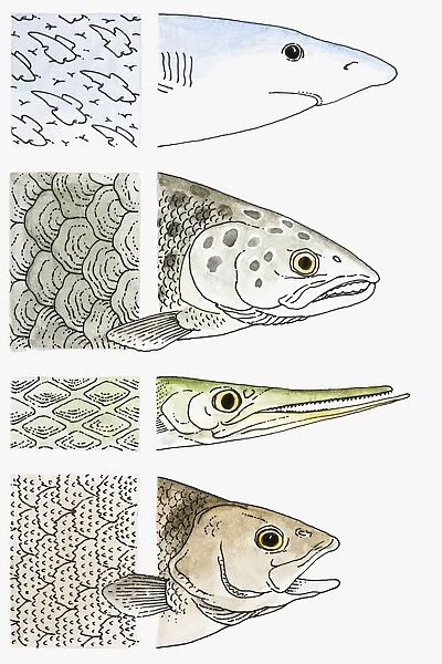 Illustration showing close-up of Shark, Salmon, Gar and Perch scales
