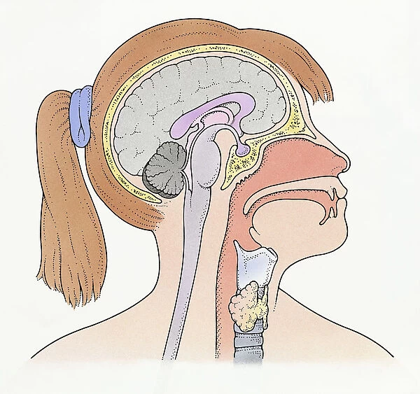 Illustration showing connection of thyroid gland and pituitary gland to brain of pre-adolescent girl