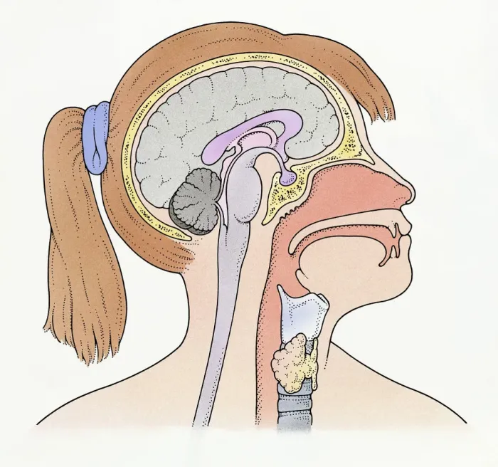 Framed Print : Illustration showing connection of thyroid gland and pituitary gland to brain of pre-adolescent girl Framed Print : Illustration showing connection of thyroid gland and pituitary gland to brain of pre-adolescent girl
