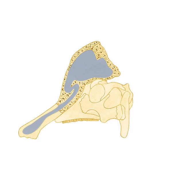Illustration showing the direction air passes through bony crest on top of Corythosaurus skull
