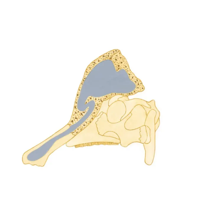 Framed Print : Illustration showing the direction air passes through bony crest on top of Corythosaurus skull Framed Print : Illustration showing the direction air passes through bony crest on top of Corythosaurus skull