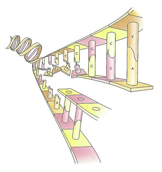 Illustration showing DNA replication