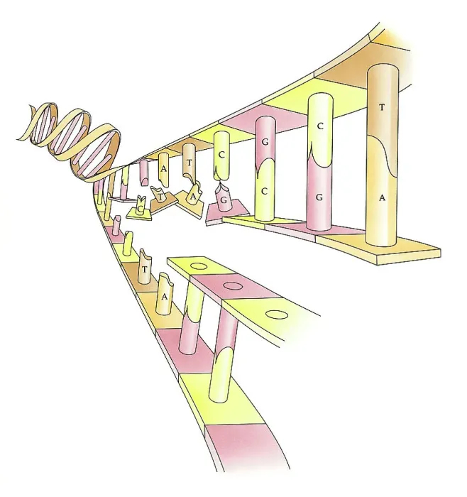 Framed Print : Illustration showing DNA replication Framed Print : Illustration showing DNA replication