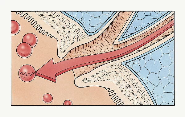Illustration showing how enzymes flow through human pancreatic duct into duodenum of small intestine, breaking down peptides into amino acids