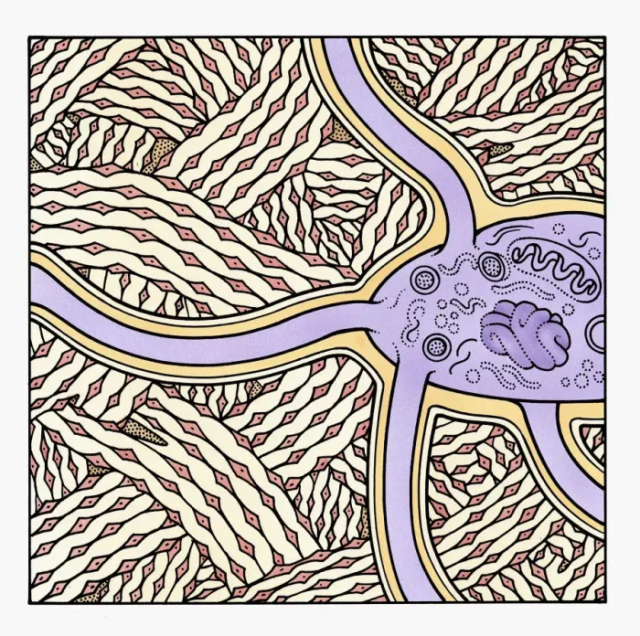 Framed Print : Illustration showing formation of human bone Framed Print : Illustration showing formation of human bone