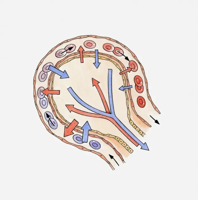 Framed Print : Illustration showing gas exchange in alveolus
