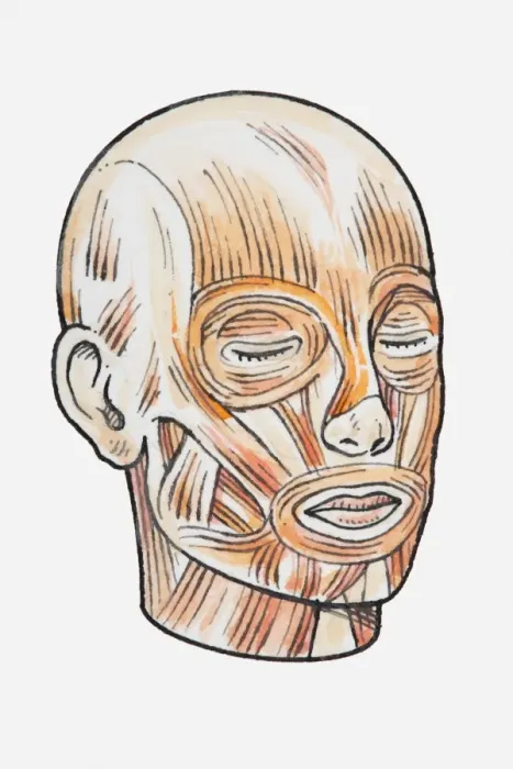 Framed Print : Illustration showing human head muscles