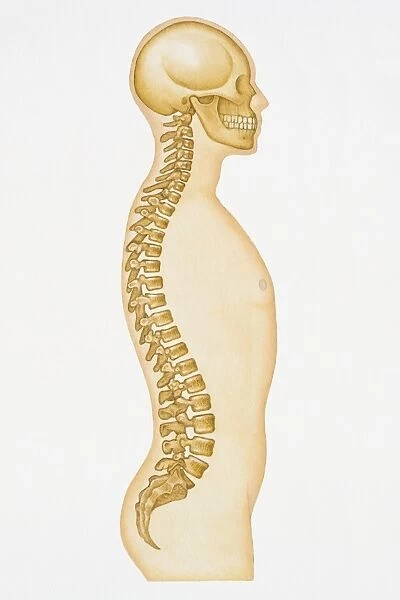 Illustration showing human spine and skull