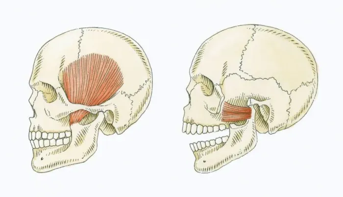 Framed Print : Illustration showing muscles in human skull for chewing and biting Framed Print : Illustration showing muscles in human skull for chewing and biting