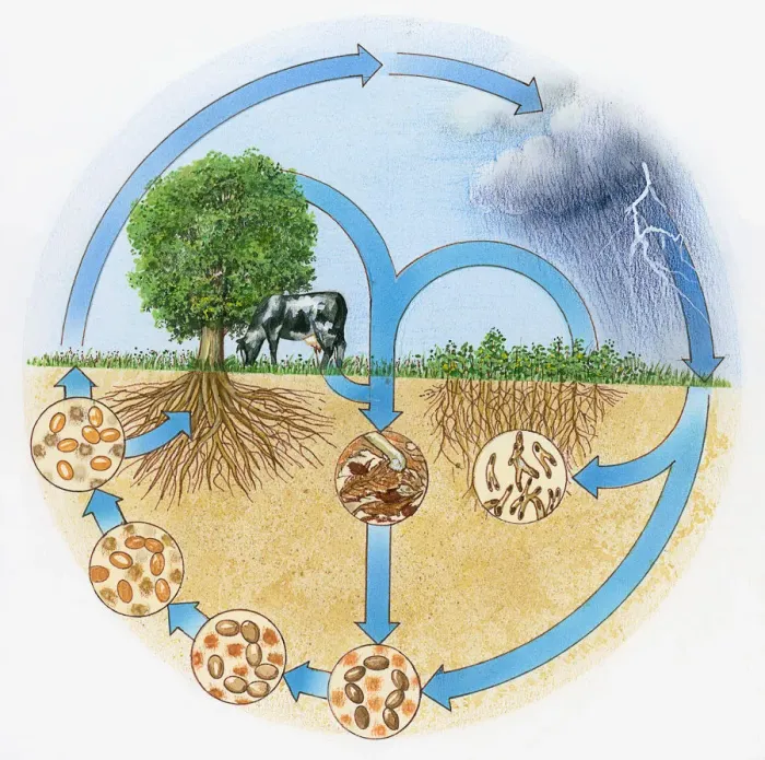 Framed Print : Illustration showing nitrogen and hydrologic cycle Framed Print : Illustration showing nitrogen and hydrologic cycle