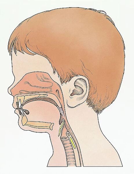 Illustration showing physiology of face and neck of elementary age boy