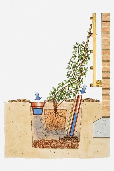 Illustration showing how to plant climbers by brick wall wall with plastic pipe and small plant pot to provide moisture and water to roots