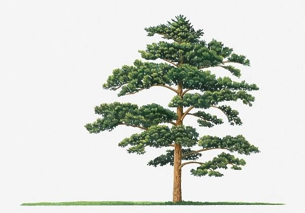 Illustration showing shape of Pinus densiflora (Japanese Red Pine) tree bearing green foliage