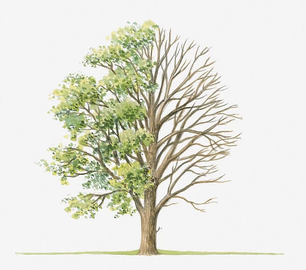 Illustration showing shape of Ulmus glabra (Wych Elm) tree with green summer foliage and bare winter branches
