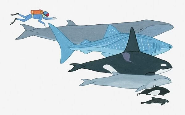 Illustration showing the size of Fin Whale, Whale Shark, Killer Whale, Pygmy Right Whale, Dalls Porpoise, Black Dolphin in comparison to a human being