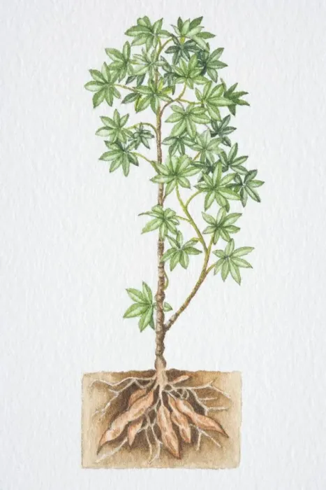 Framed Print : Illustration, shrub with green star shaped leaves, cross section view of roots in soil, side view