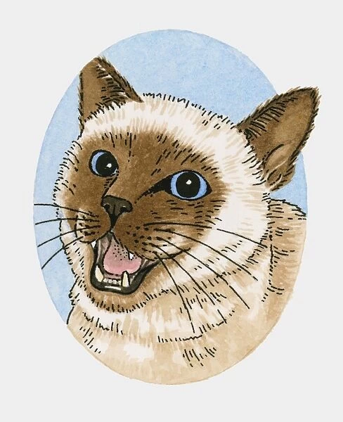 Illustration of Siamese cat miaowing