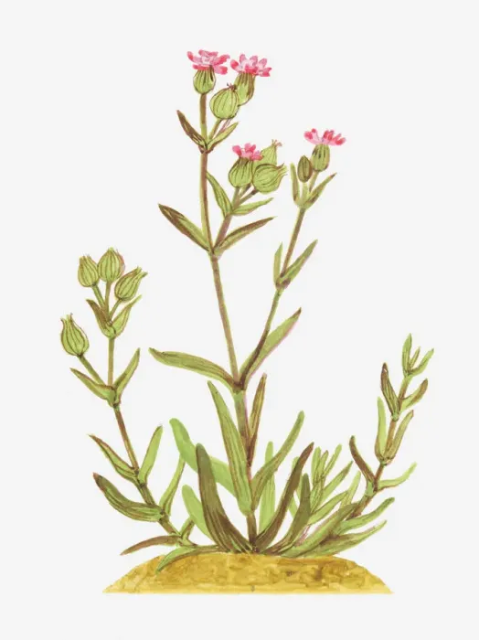 Framed Print : Illustration of Silene conica (Sand catchfly), wildflowers Framed Print : Illustration of Silene conica (Sand catchfly), wildflowers