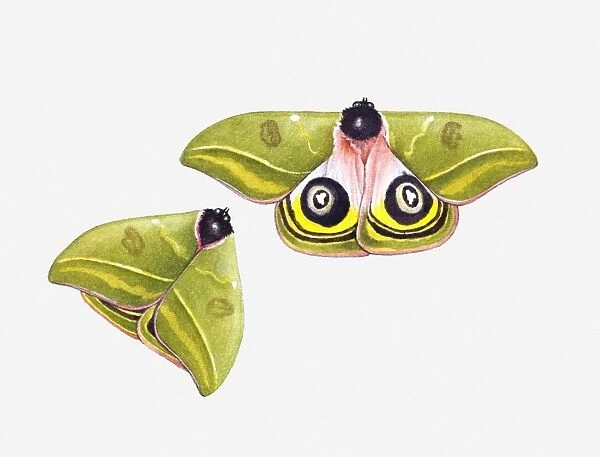 Illustration of silk moth with spread wings showing imitation eyes, and closed wings