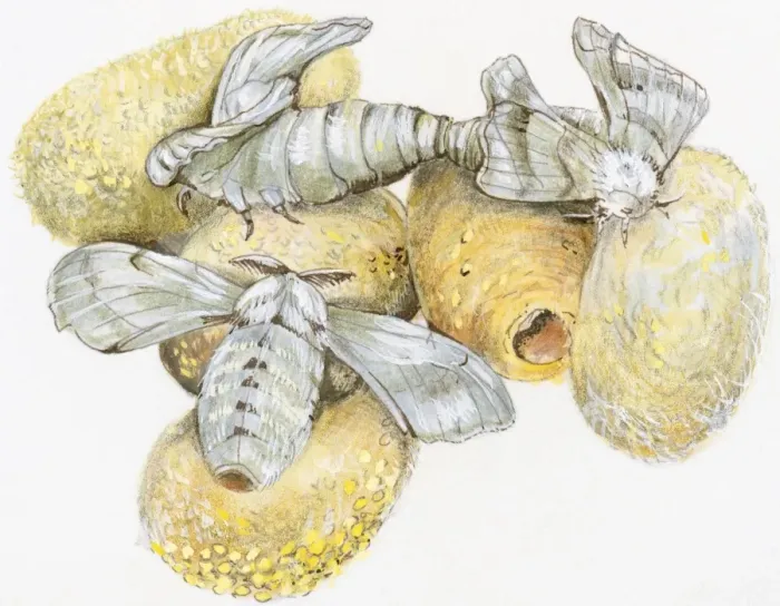Framed Print : Illustration of Silkworm (Bombyx mori) pupa hatching from raw silk cocoon Framed Print : Illustration of Silkworm (Bombyx mori) pupa hatching from raw silk cocoon