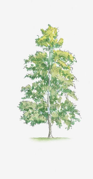Illustration of Silver Birch (Betula pendula) tree with green and yellow foliage