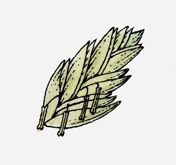 Illustration of single Lolium (Ryegrass) flower