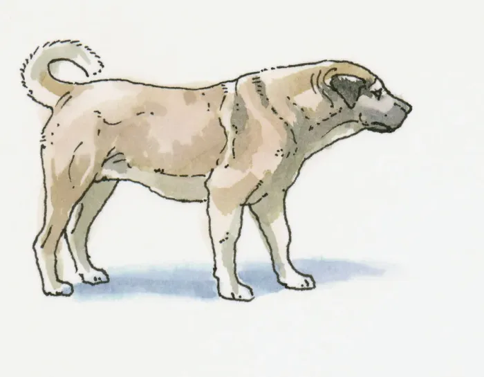 Framed Print : Illustration of Sivas Kangal Dog (Canis lupus familiaris), the national breed of Turkey Framed Print : Illustration of Sivas Kangal Dog (Canis lupus familiaris), the national breed of Turkey