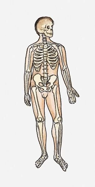 Illustration of skeletal system of the human body