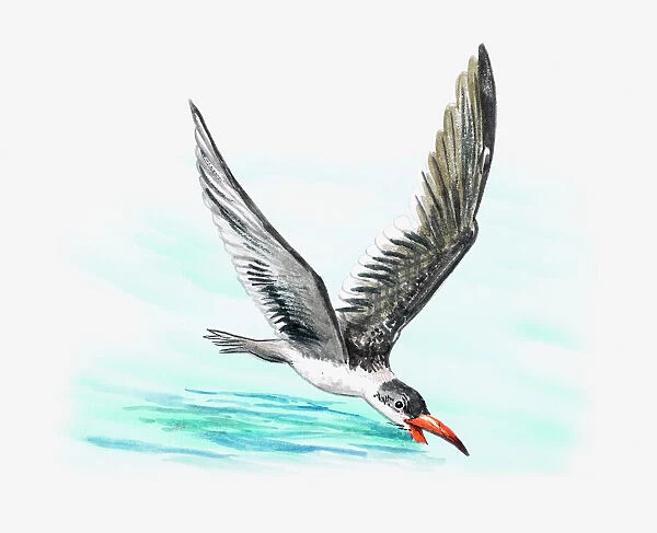 Illustration of a skimmer (Rynchops sp. ) swooping over the water to catch food