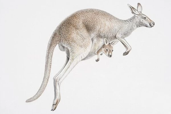 Illustration, skipping female Kangaroo (Macropus sp. ) with baby peeking out of its pouch, side view