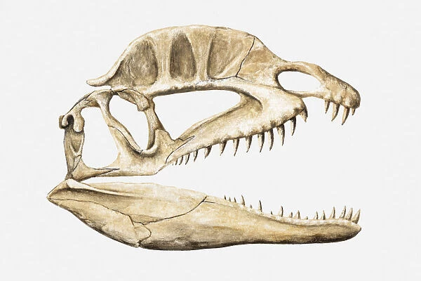 Illustration of the skull of a Dilophosaurus, Jurassic period