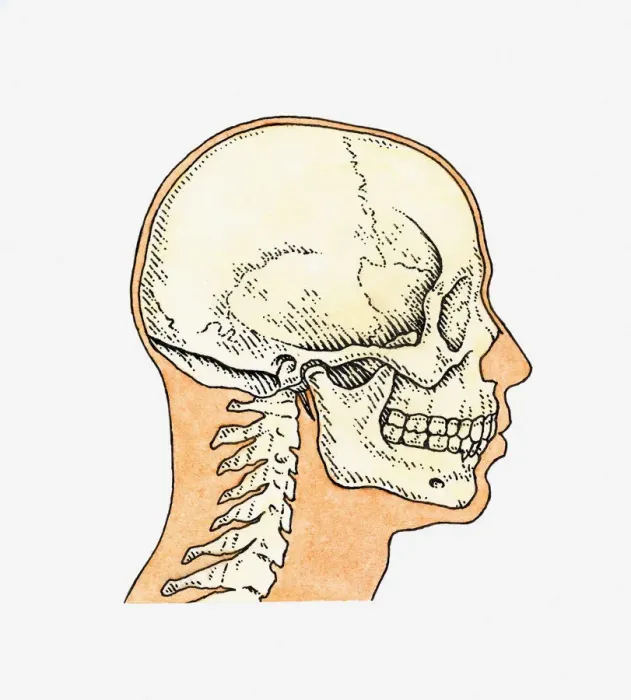 Framed Print : Illustration of skull and profile of adult male Framed Print : Illustration of skull and profile of adult male