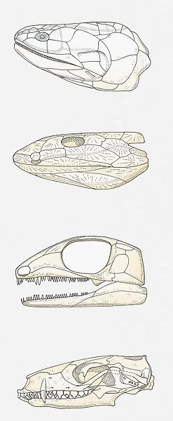 Illustration of the skulls of four vertebrates, fleshy-finned fish (Sarcopterygii), early tetrapod, early reptile, mammal