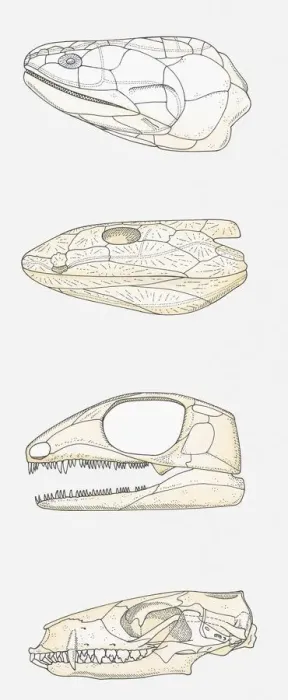 Framed Print : Illustration of the skulls of four vertebrates, fleshy-finned fish (Sarcopterygii), early tetrapod, early reptile, mammal