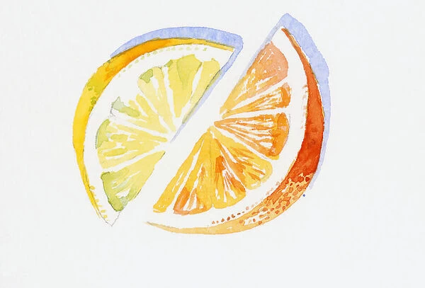 Illustration of slices of lemon and orange