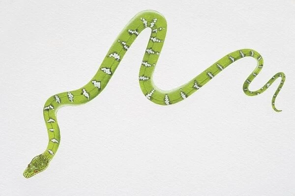 Illustration, slithering Emerald Tree Boa (corallus caninus), view from above