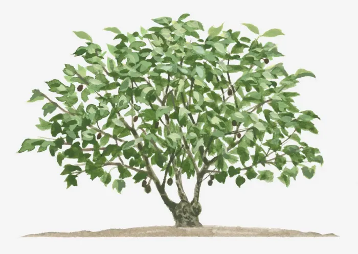 Framed Print : Illustration of small semi-evergreen Jatropha curcas (Barbados Nut, Physic Nut) tree
