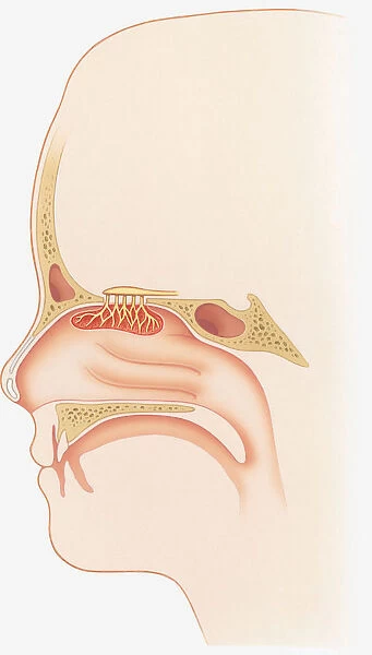 Illustration of smell sensors, nasal epithelium, olfactory bulb, turbinate, bones, frontal sinus and sphenoid sinus in nasal cavity