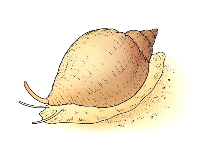 Framed Print : Illustration of snail on sand