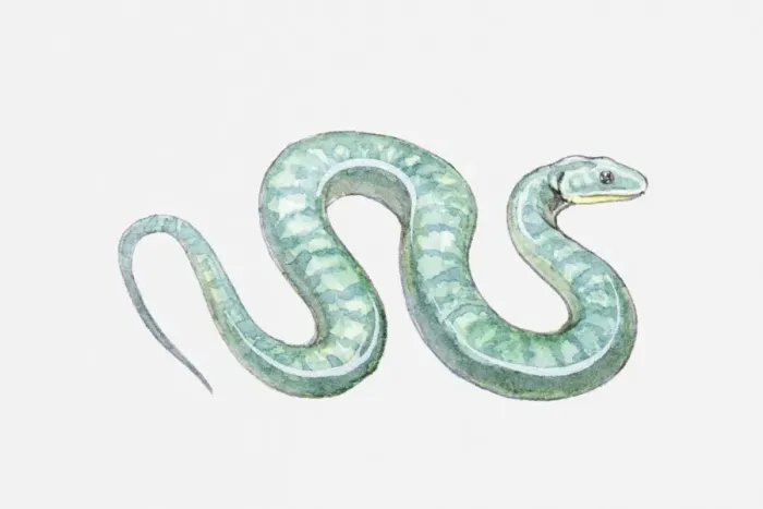 Framed Print : Illustration of a snake Framed Print : Illustration of a snake