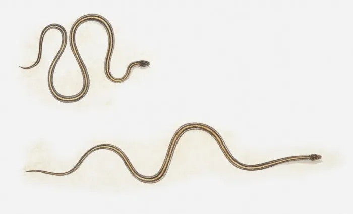 Framed Print : Illustration of snake moving forward by bunching up in loops and then straightening out