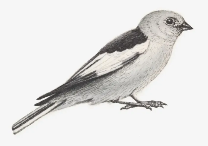 Framed Print : Illustration of Snow Bunting (Plectrophenax nivalis) Framed Print : Illustration of Snow Bunting (Plectrophenax nivalis)