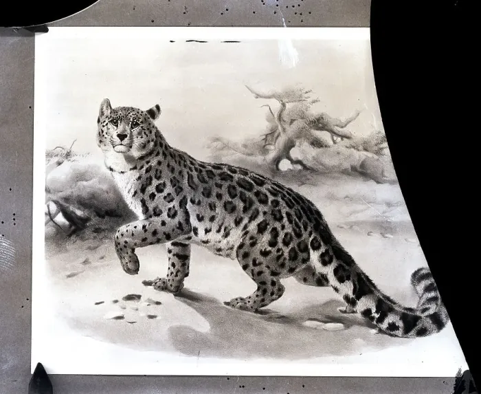 Framed Print : Illustration Of Snow Leopard Or Ounce Framed Print : Illustration Of Snow Leopard Or Ounce