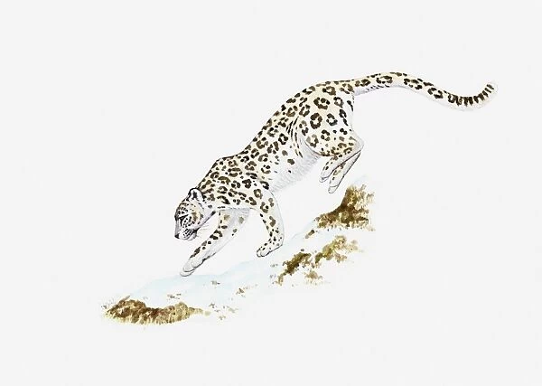 Illustration of Snow Leopard (Uncia uncia or Panthera uncia) moving across ice